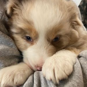 Meet your Posher, Rylee